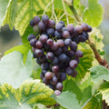 Concord Seedless Grape Live Bare Root Non-GMO Bag of 2 I325874