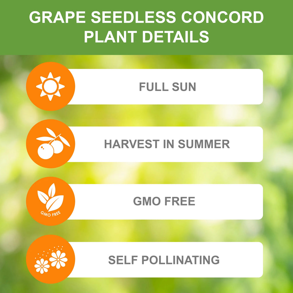 Concord Seedless Grape Live Bare Root Non-GMO Bag of 2 I325874