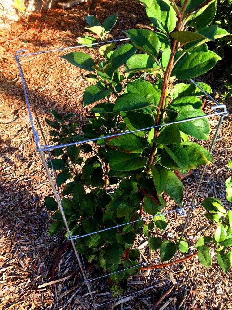 Green Square Folding Tomato Cage Plant Support Tower 12 inch by 46 inch, Pack of 5 Sets Y700174