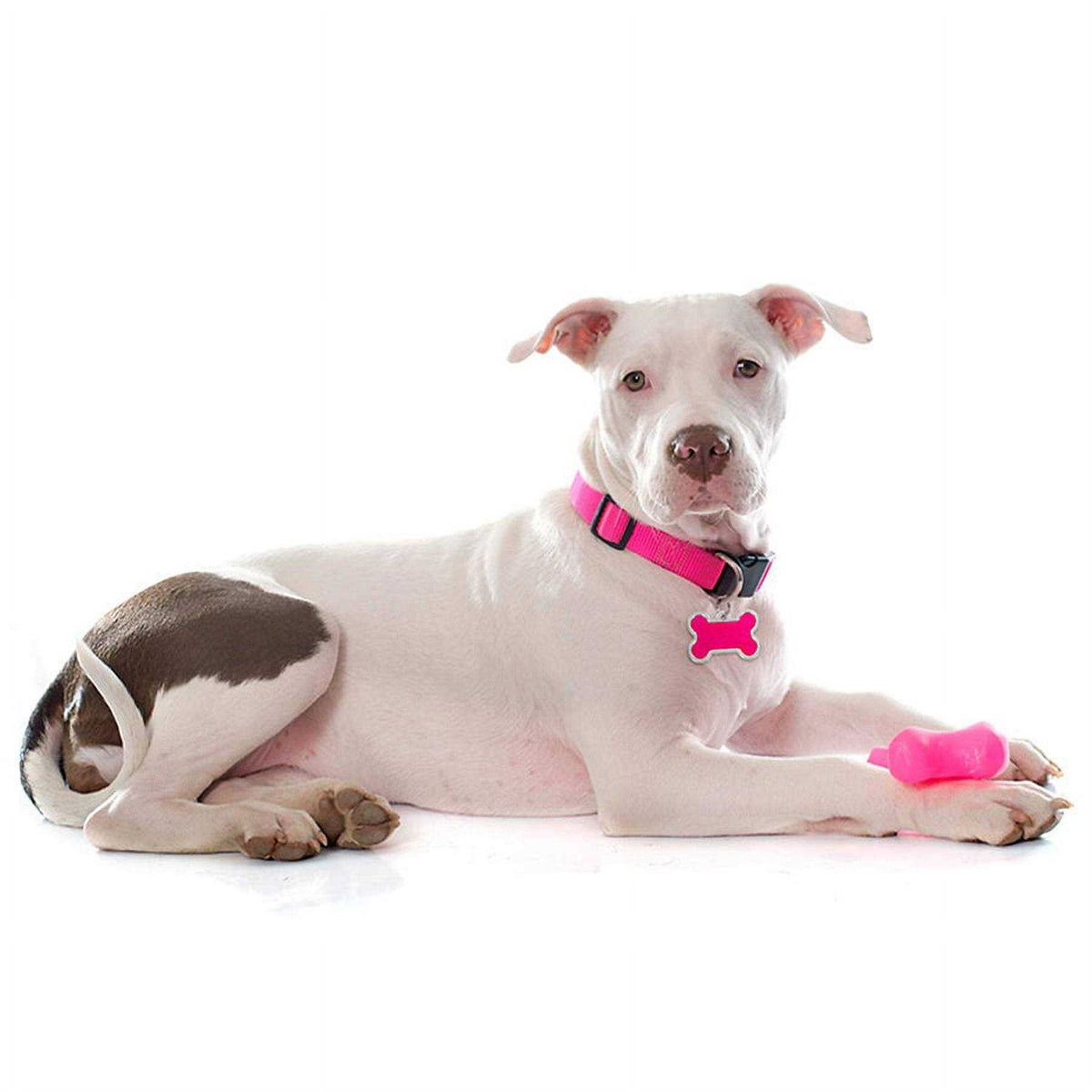 Personalized Dog ID Tag O166