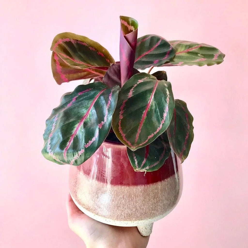 Live Prayer Plant in a 2 Inch Pot B49846
