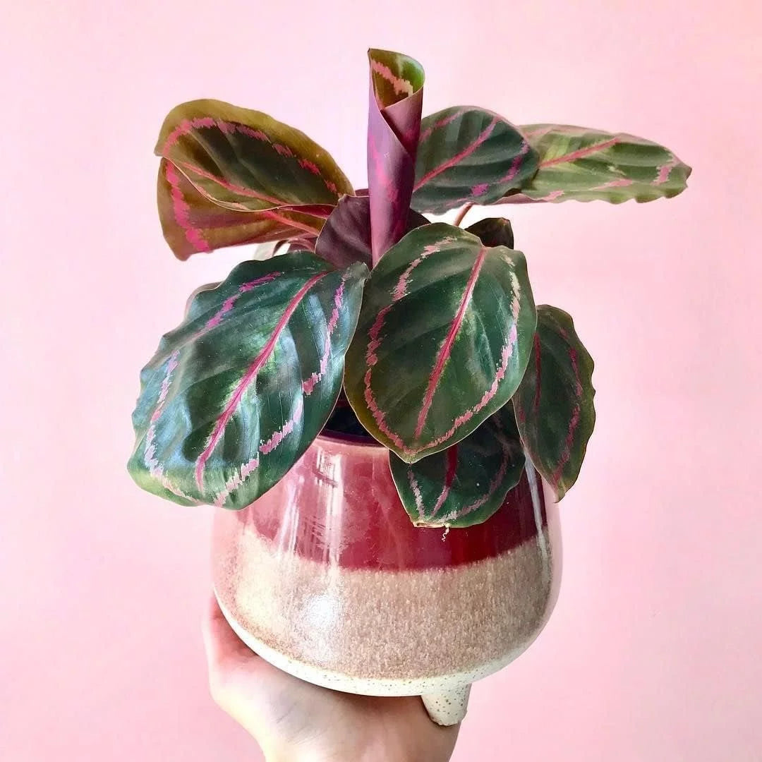 Live Prayer Plant in a 2 Inch Pot B49846
