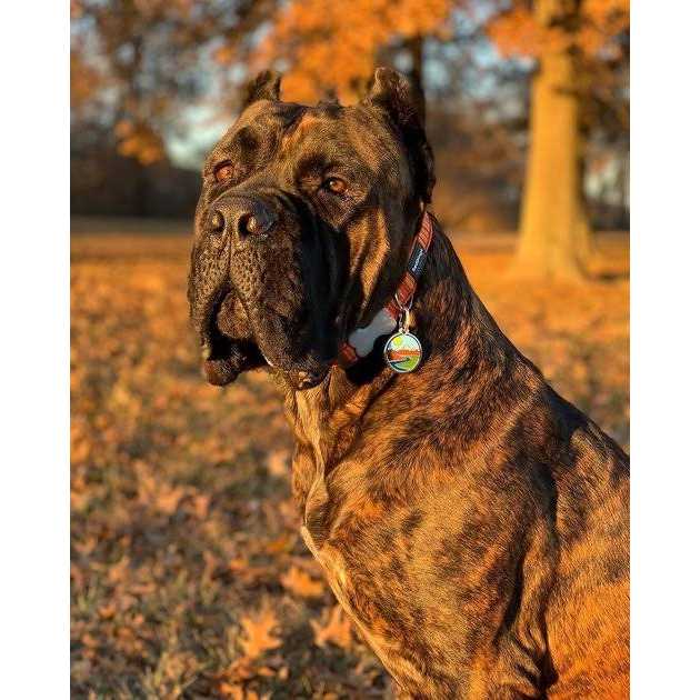Enamel Pet ID Tag C3000