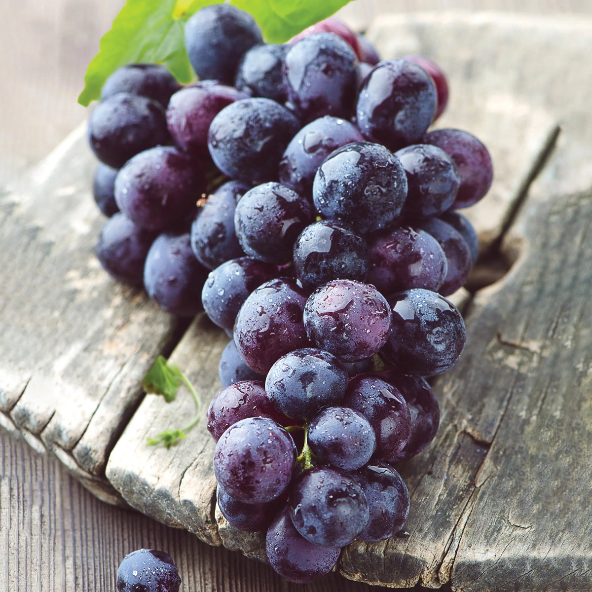 Concord Seedless Grape Live Bare Root Non-GMO Bag of 2 I325874