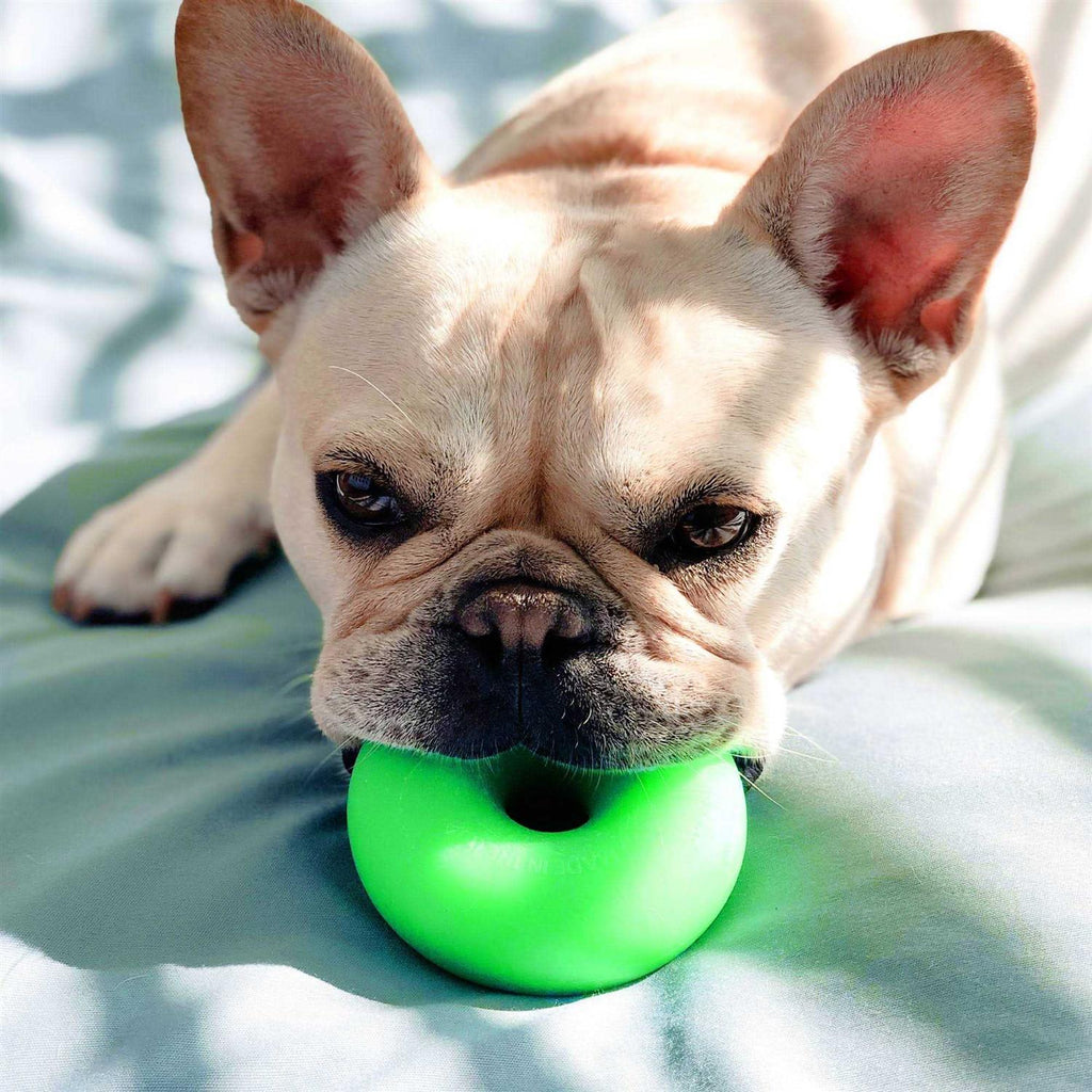 Dog Toy V184776