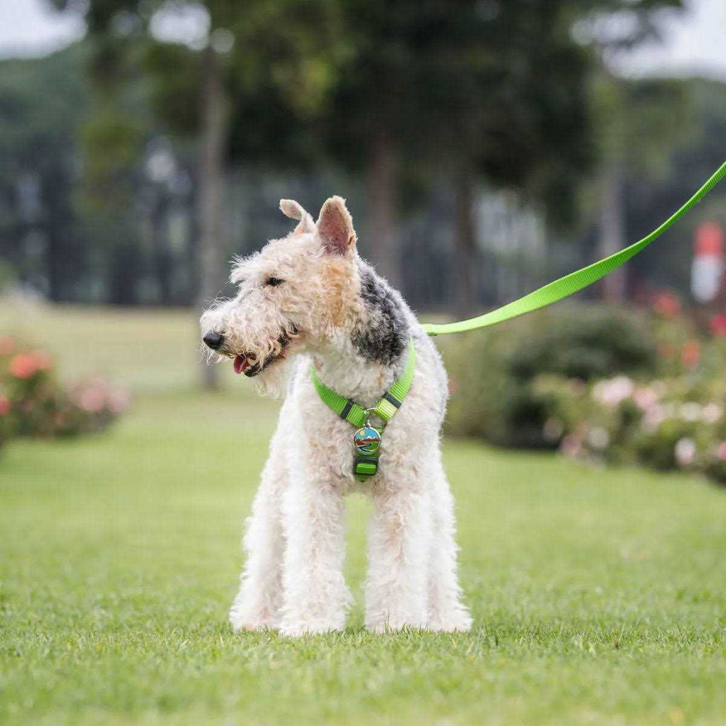 Enamel Pet ID Tag C3000