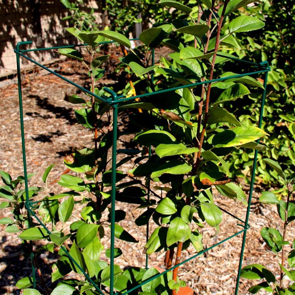 Green Square Folding Tomato Cage Plant Support Tower 12 inch by 46 inch, Pack of 5 Sets Y700174