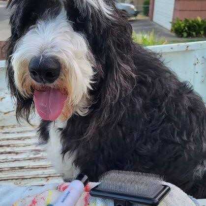 Pet Brush T5785
