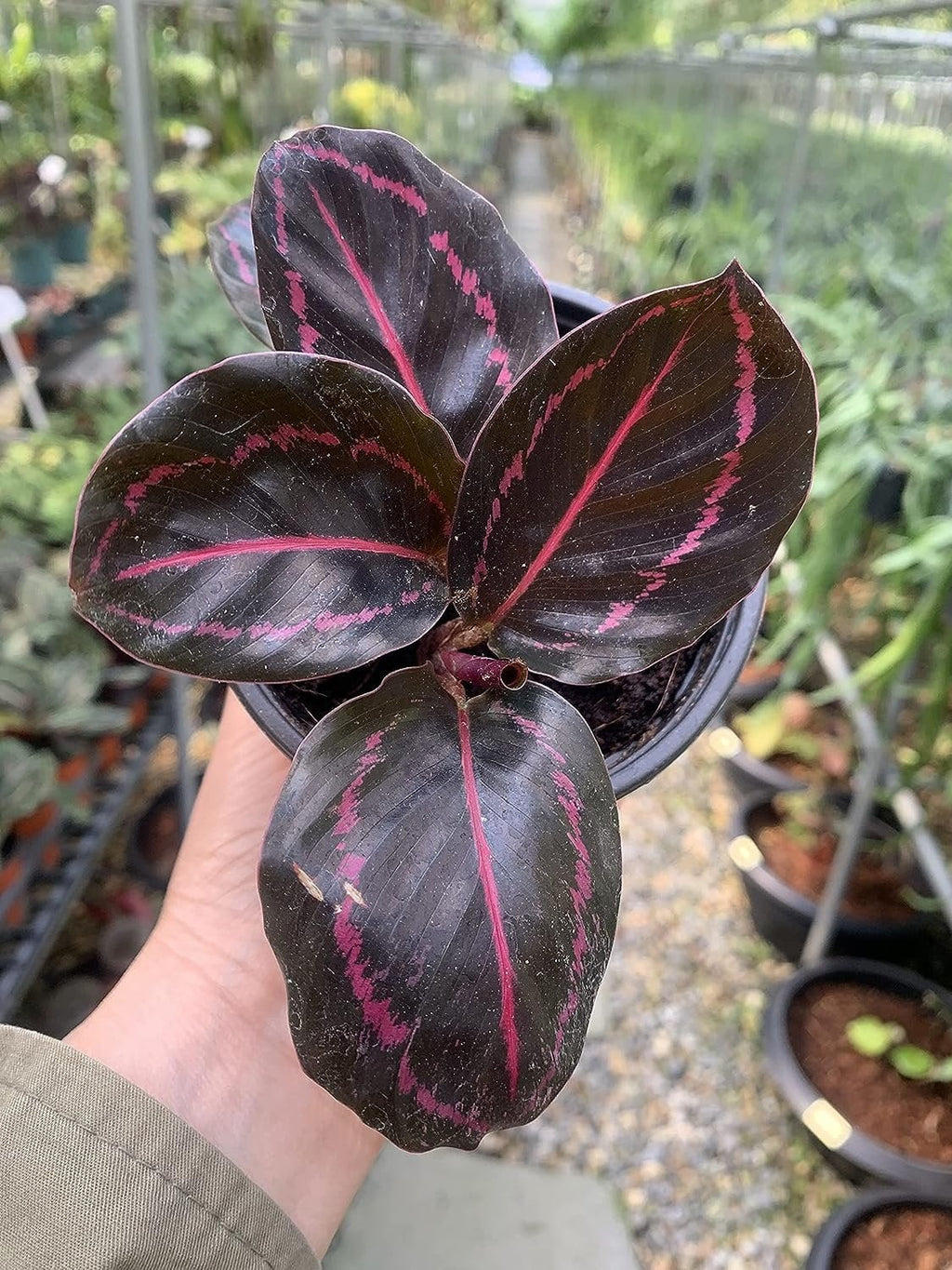 Live Prayer Plant in a 2 Inch Pot B49846