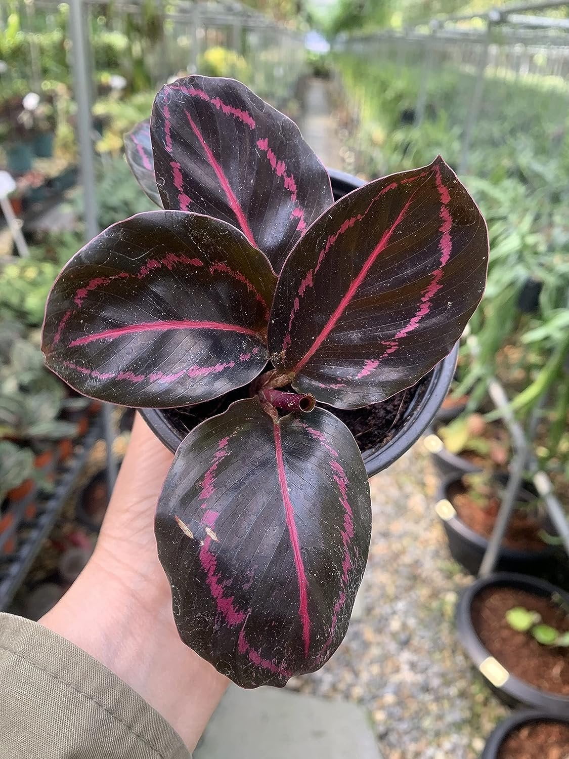 Live Prayer Plant in a 2 Inch Pot B49846