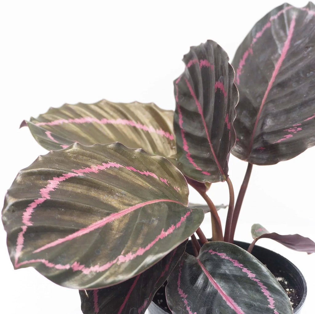 Live Prayer Plant in a 2 Inch Pot B49846