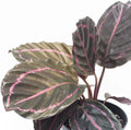 Live Prayer Plant in a 2 Inch Pot B49846