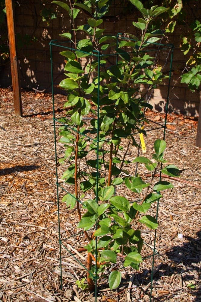 Green Square Folding Tomato Cage Plant Support Tower 12 inch by 46 inch, Pack of 5 Sets Y700174