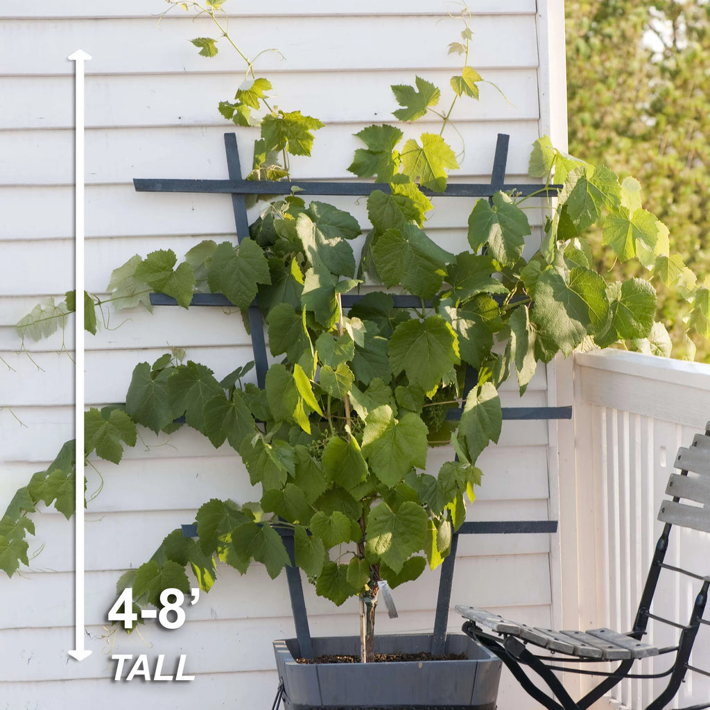 Concord Seedless Grape Live Bare Root Non-GMO Bag of 2 I325874