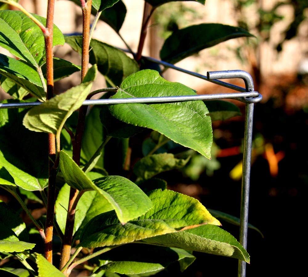 Green Square Folding Tomato Cage Plant Support Tower 12 inch by 46 inch, Pack of 5 Sets Y700174