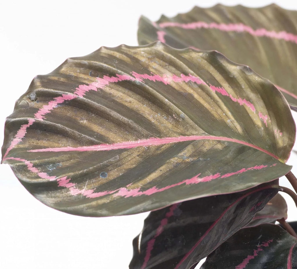 Live Prayer Plant in a 2 Inch Pot B49846