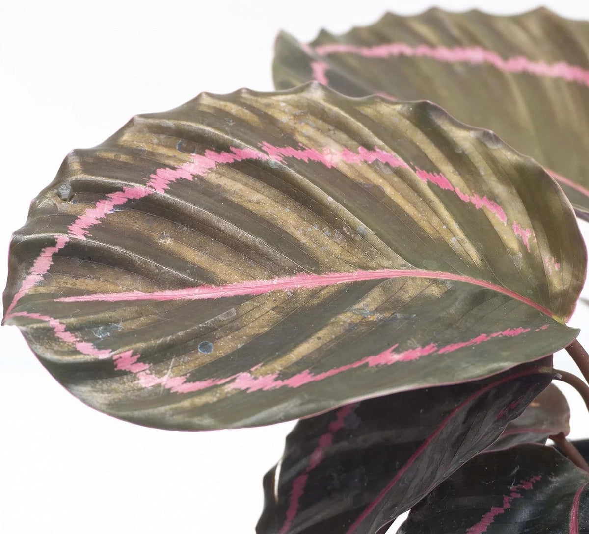 Live Prayer Plant in a 2 Inch Pot B49846
