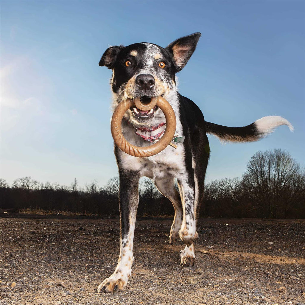 Durable Chew Toy L631203