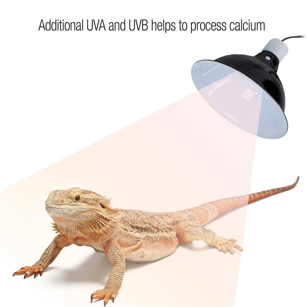 Calcium Supplement Food Spray S2380